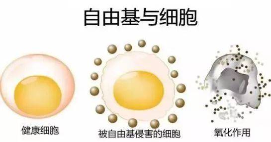 硒語(yǔ) | 美國(guó)華裔專家揭曉新病毒與自由基的關(guān)系！