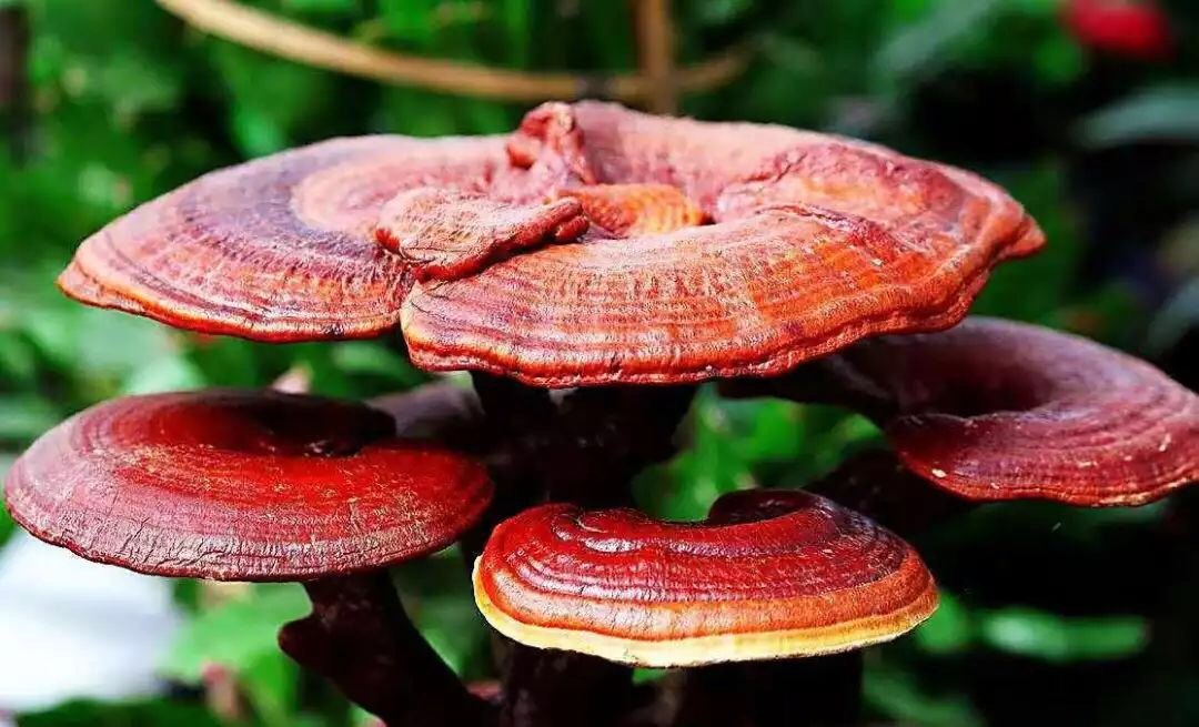 正處三伏天，靈芝孢子粉養生正當時
