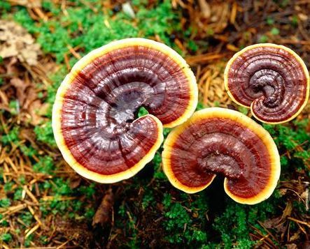 破壁靈芝孢子粉與普通靈芝孢子粉的區別