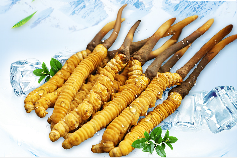 冬蟲夏草這幾種人一定要堅(jiān)持吃，好處多多
