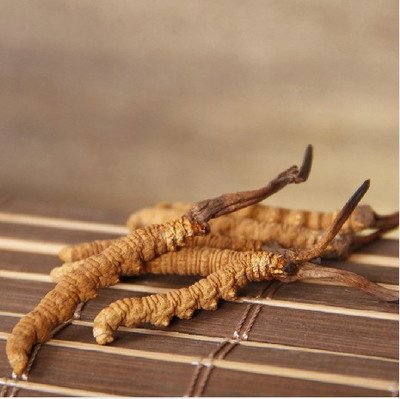冬蟲(chóng)夏草對(duì)提高免疫力、保護(hù)肝臟有非常大的幫助