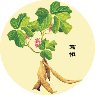 葛根能降糖是真的嗎？
